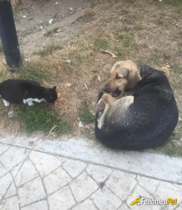 ykahraman sokak hayvanını besliyor
