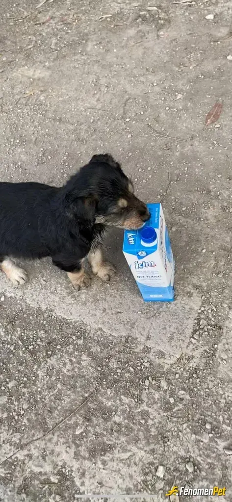 Sokak hayvanı besleme: Video çekmiştim dün, sayfanızın bu yaklasımını gormek benı cok mutlu ettı. Istersenız vıdeoyu da atabılırım. O