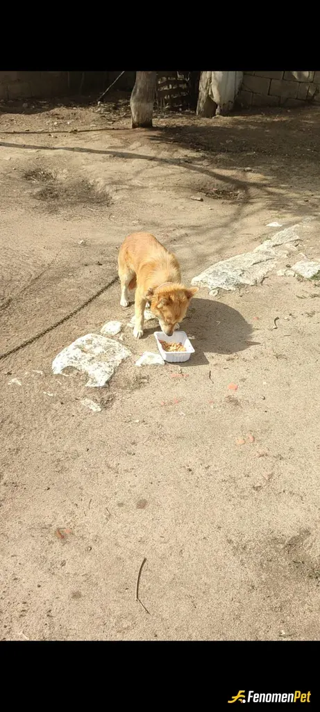 Sokak hayvanı besleme: ...