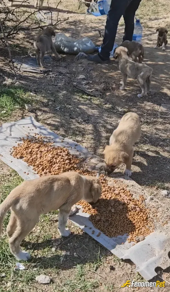 Sokak hayvanı besleme: Her hafta 2 kere gönüllü derneklerle beslemege giderek 😇😇