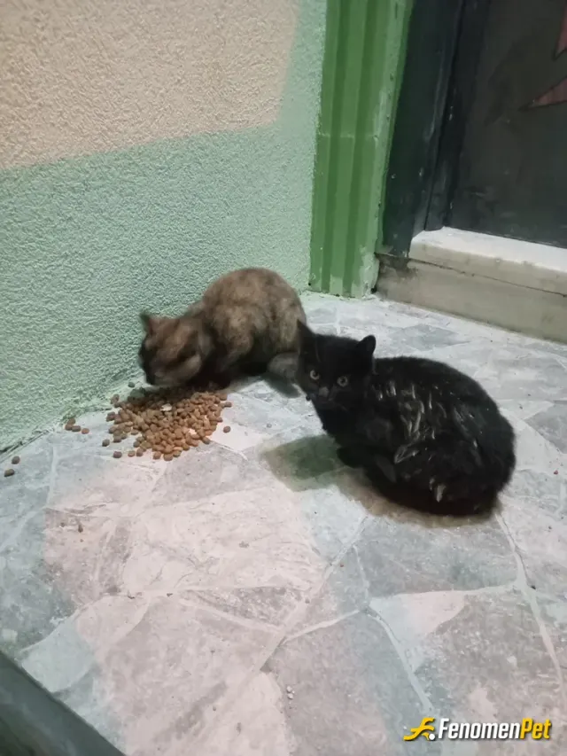 Ciftci97 sokak hayvanını besliyor