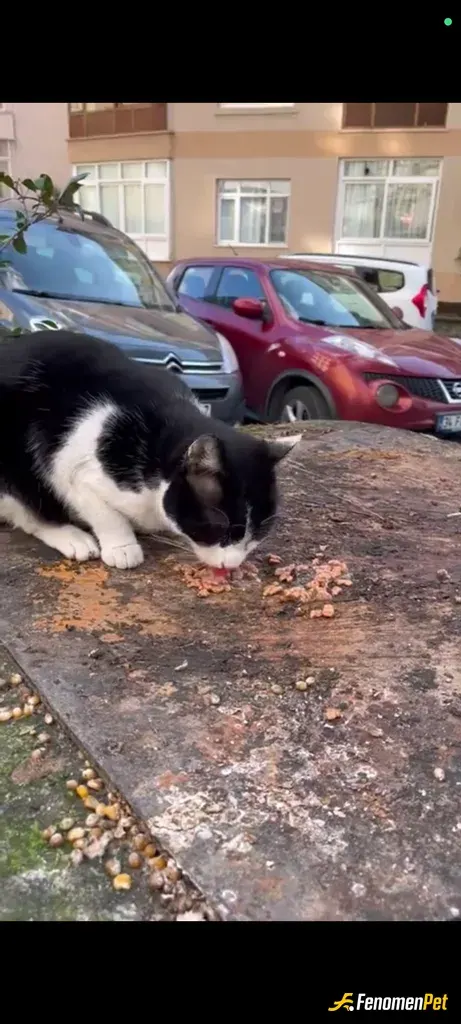 Tugbabjk sokak hayvanını besliyor