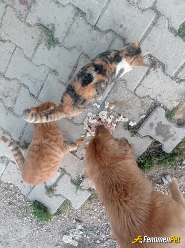Sokak hayvanı besleme: #Fenomenpet bizim için hiç birşey olsada onlar için hayat 1 kap su Onları unutmayalım lütfn