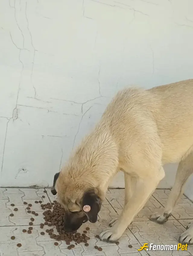 Sokak hayvanı besleme: Onlarda Bir Can 😍
