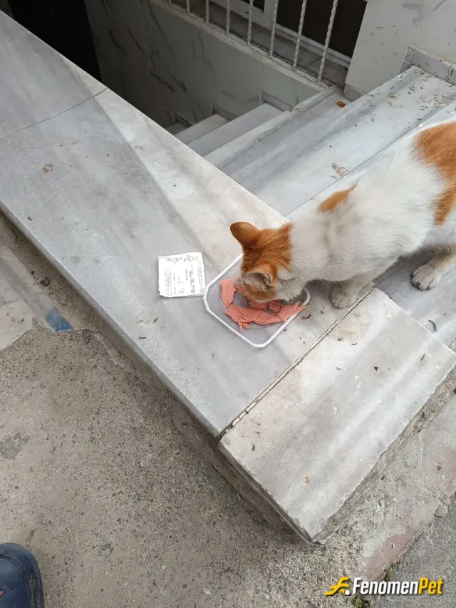 gundicell sokak hayvanını besliyor