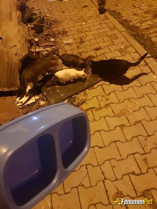 Sokak hayvanı besleme: #Fenomenpet bir kap mama birçok can demek onları sevelim koruyalim