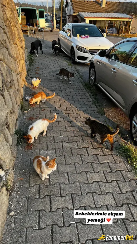 Sokak hayvanı besleme: Güzel bir teşvik olmuş. Teşekkürler #Fenomenpet