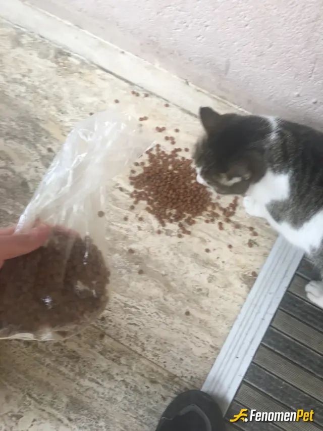 Foxx78 sokak hayvanını besliyor