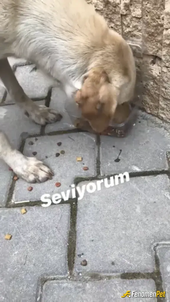 Sokak hayvanı besleme: Rutin olarak yapıyorum onlarda evlatlarımız 🌸