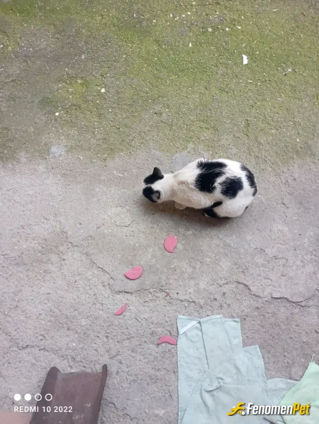 Sokak hayvanı besleme: Sürekli arka bahçemize gelen kedi günde 3 öğün salam sosisi hazır