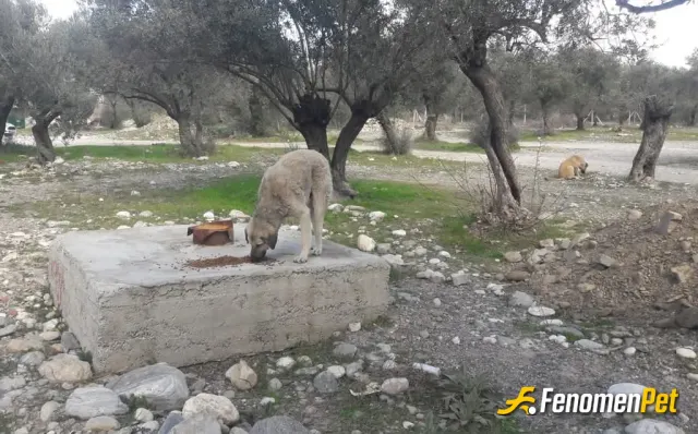Sokak hayvanı besleme: Onlar bizim can dostlarımız, lütfen bu kış günlerinde sizlerde onlara can olun. 🤗🙏
