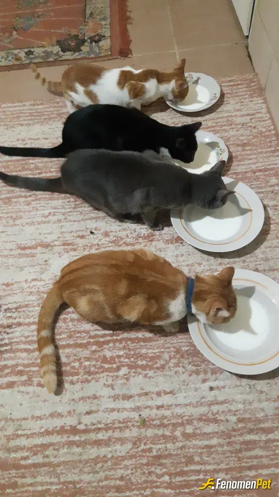 Sokak hayvanı besleme: #fenomenbet #kedi #candost #sokakhayvanları