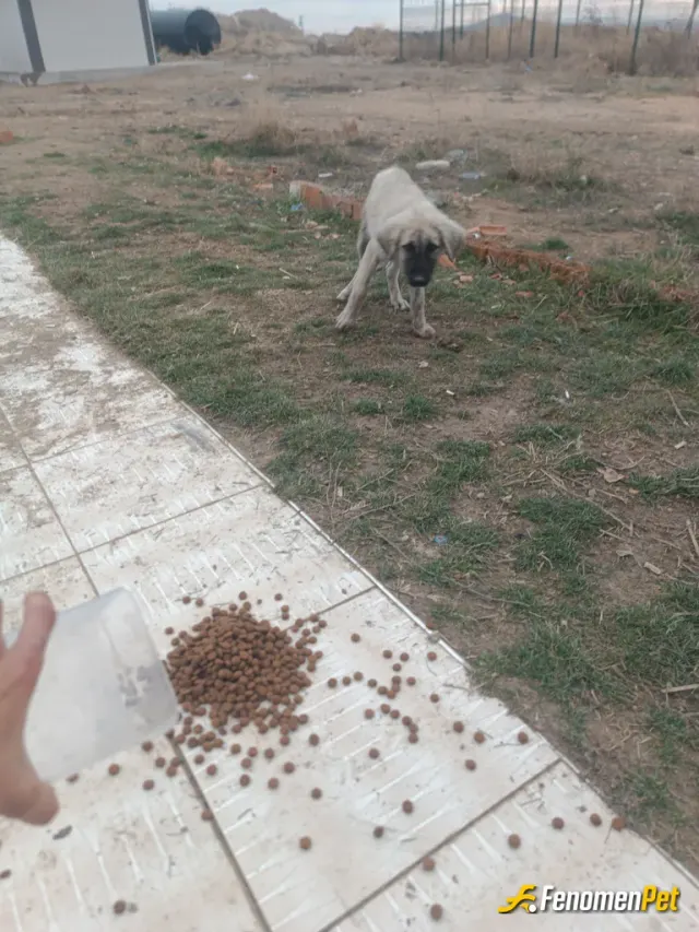 Sokak hayvanı besleme: Fenomen bey sayesinde besliyoruz