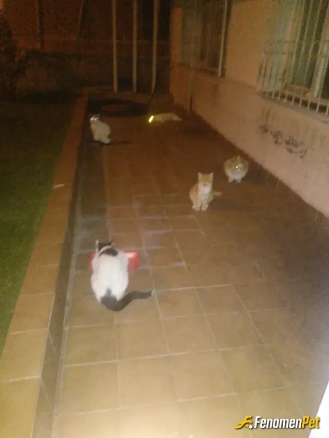 ahmetunay sokak hayvanını besliyor
