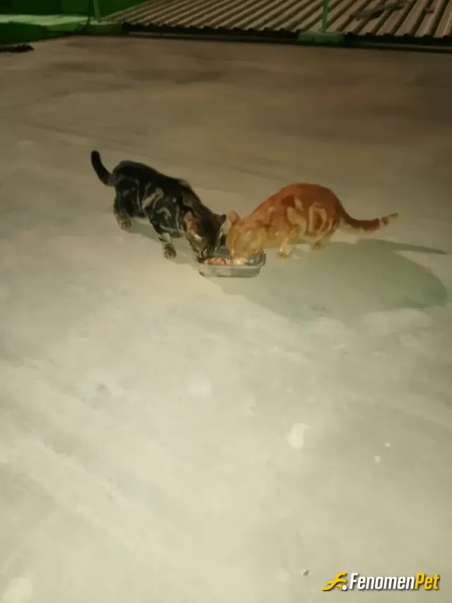 Sokak hayvanı besleme: Fenomenpet Mama Verdim Dilsiz Dostlarımız Sizler Sayesinde karınları Doydu.