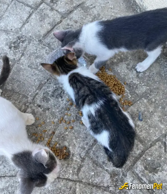 Asosss sokak hayvanını besliyor