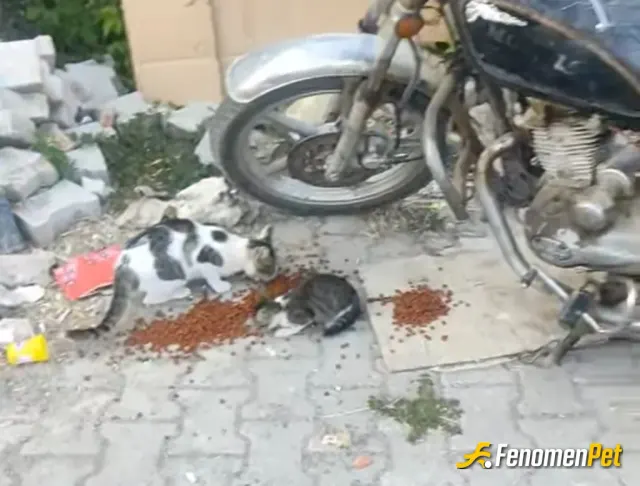 Sokak hayvanı besleme: #Fenomenpet hashtagi

İyilik kazanacak herdaim.