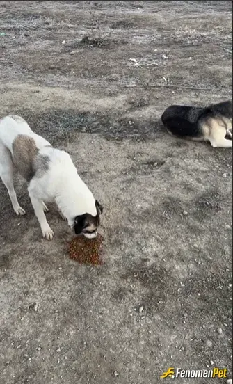 Sokak hayvanı besleme: calıştığım fabrıka yerleşim yerlerıne cok uzak ve fabrikanın etrafında cok köpek var, bizim dışımızda onları