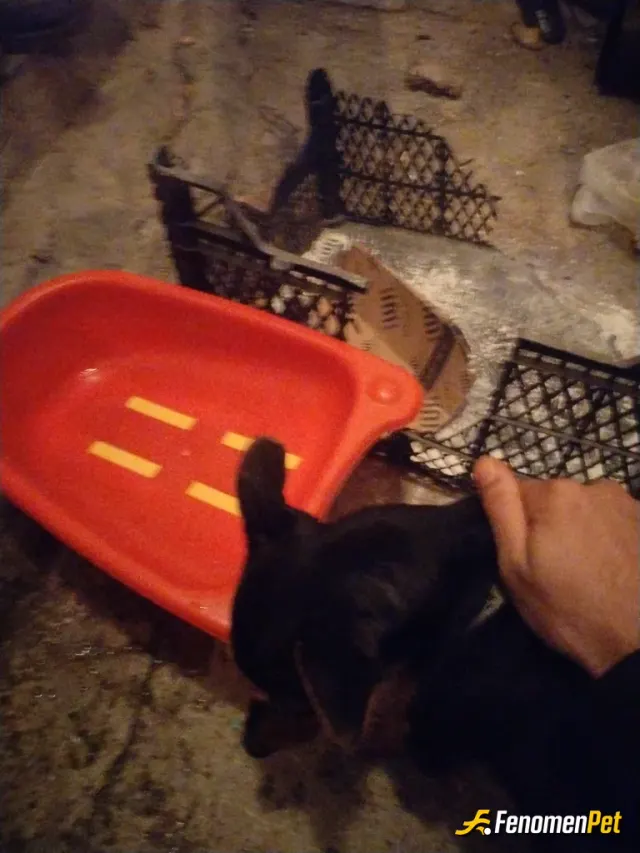 Ktky5561 sokak hayvanını besliyor