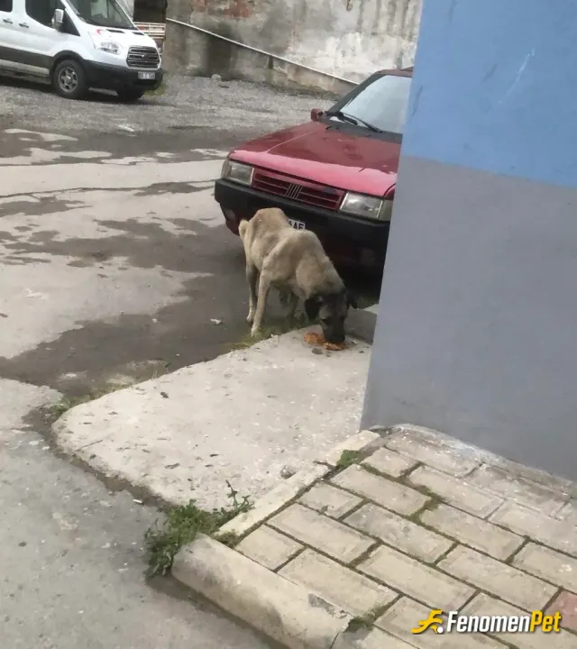 Sokak hayvanı besleme: #Fenomenpet şimdi napıyordur acaba? :)