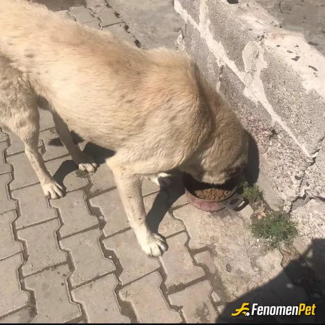 Sokak hayvanı besleme: Aslan parçası doyacak şimdi