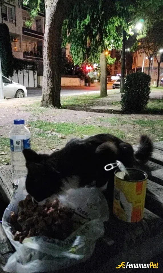 Sokak hayvanı besleme: Harikasiniz tesekkurler fenomenbet