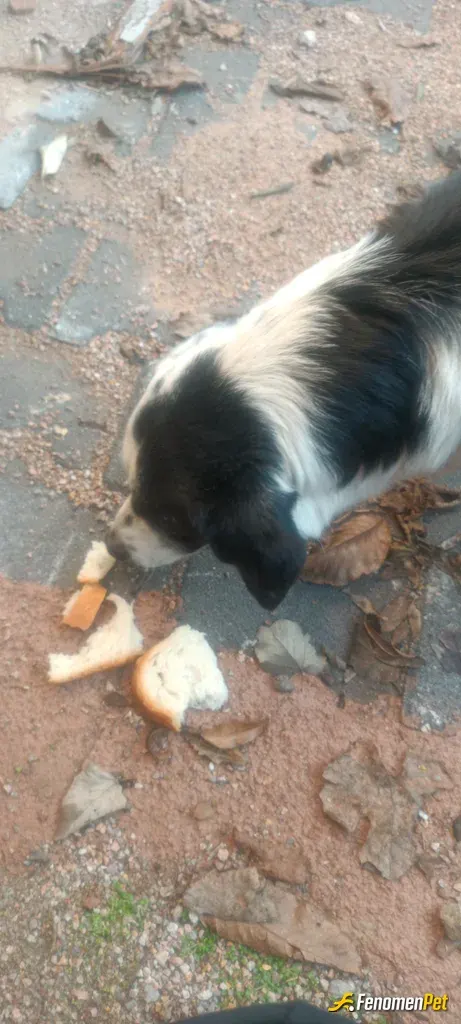 Sokak hayvanı besleme: #Fenomenpet Fenomenbet Pati Dostu