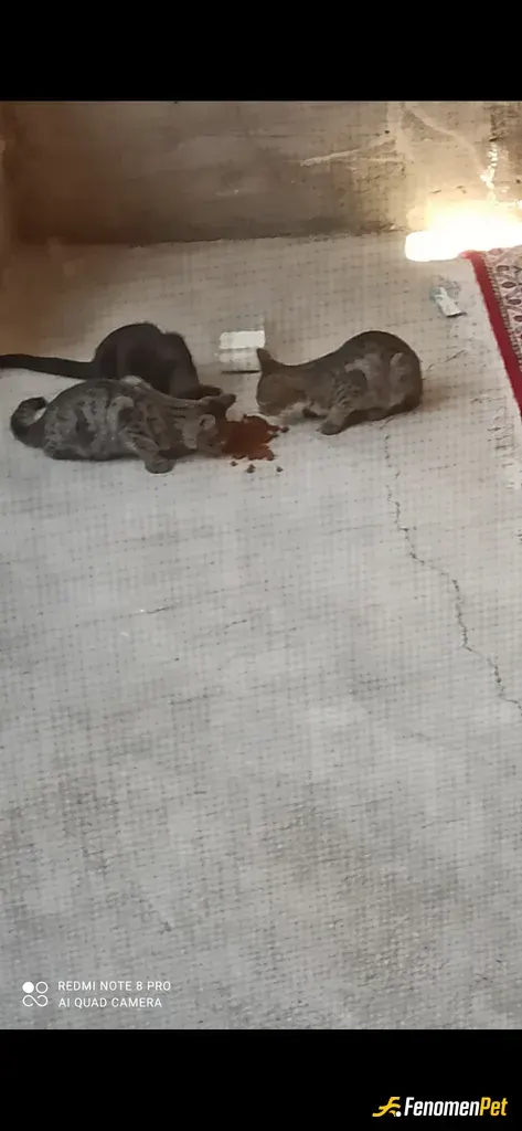 Sokak hayvanı besleme: Mama ve süt alarak hergün besliyorum onlar benim her şeyim😍
