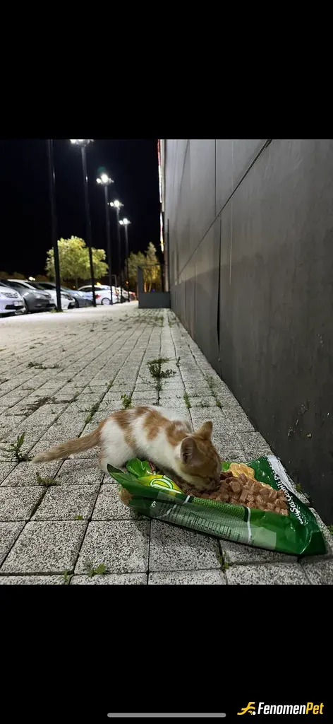 Smail14 sokak hayvanını besliyor