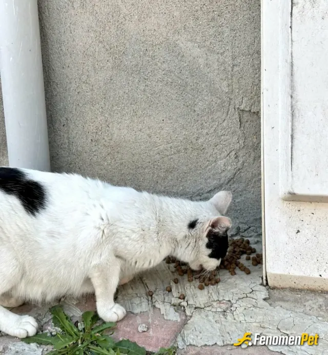 Berna0605 sokak hayvanını besliyor