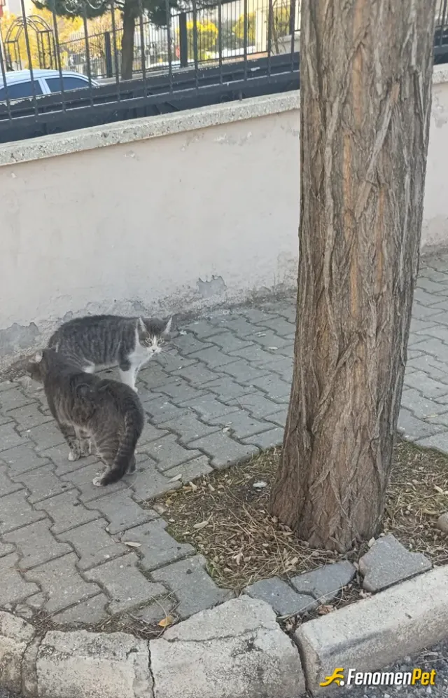 Sokak hayvanı besleme: Biraz sevdikten sonra su verdim