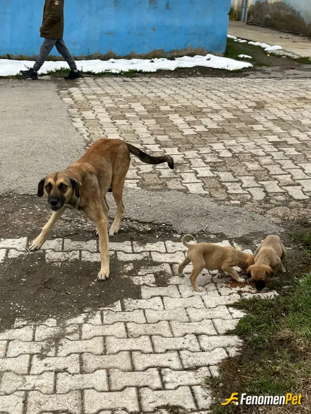 Sokak hayvanı besleme: #Fenomenbet - Fenomenbet Patiler de kazanır! yavrusu olan kopeklerı besledım çok mutlular