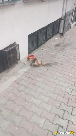 Recepg34 sokak hayvanını besliyor