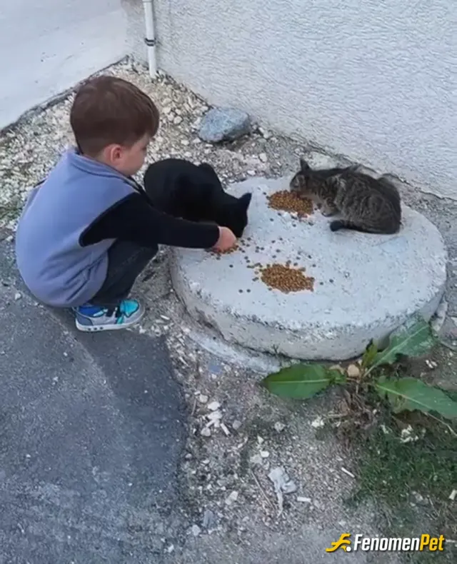 Sokak hayvanı besleme: Oğlumla her gün bahcemize gelen misafirlere mama veriyoruz. Bugünkü dostlarımız bu kediciklerdi