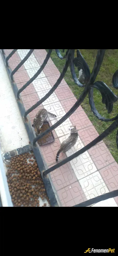 Sokak hayvanı besleme: Giriş katta oturuyorum penceremin önünde her zaman mama ve su olur, ve cam balkonun bi camı hep açık malum kış