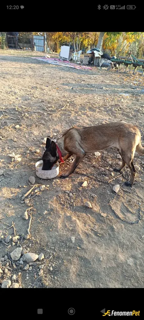 Sokak hayvanı besleme: Sürekli kendi Mahallemdeki kedi ve köpeklere elimden geldiğince mama veriyorum Kendi evcil hayvanim da var bur