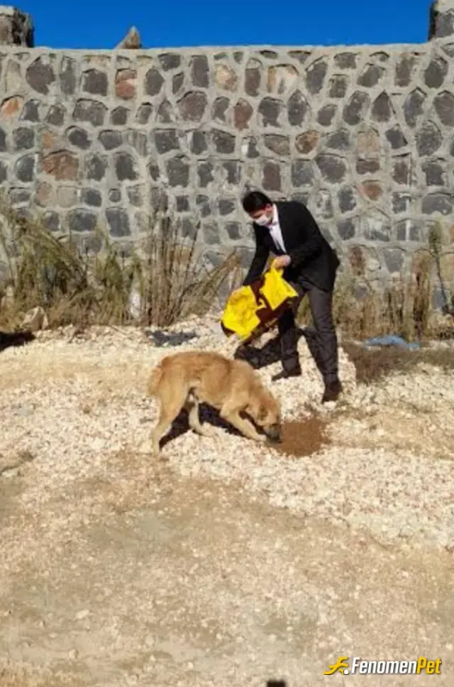 Sokak hayvanı besleme: Onlarda bir can