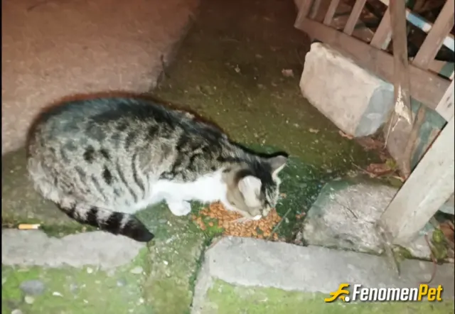 ava1111 sokak hayvanını besliyor