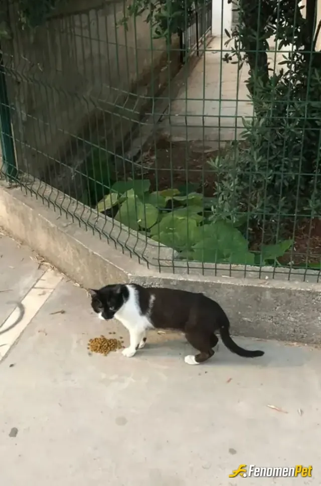 Sokak hayvanı besleme: keşke bütün siteler sizin gibi duyarlı olsa❤️