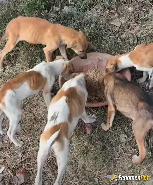 Sokak hayvanı besleme: <3