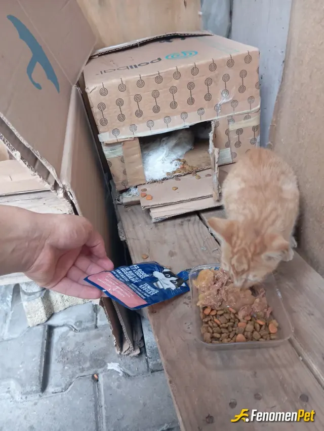 silisili00 sokak hayvanını besliyor