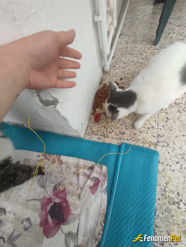 Sokak hayvanı besleme: Sokak kedisi değil balkon kedisi 😆