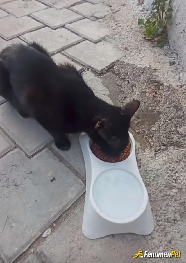 Sokak hayvanı besleme: Mutluluk bu kadar basit