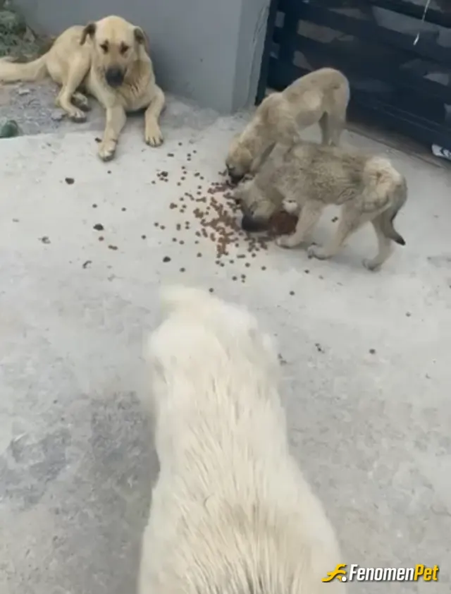Sokak hayvanı besleme: Mama