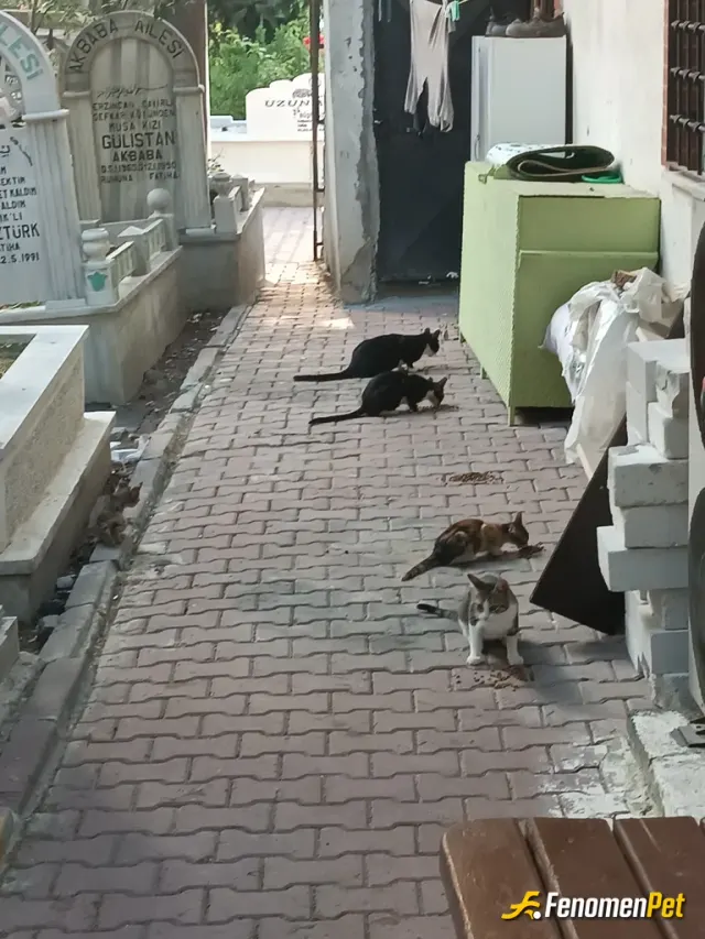 Dadas25234 sokak hayvanını besliyor