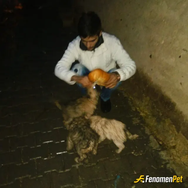 Songur0066 sokak hayvanını besliyor