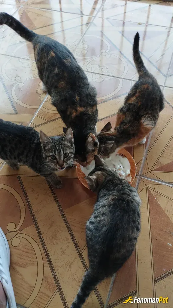 Sokak hayvanı besleme: Yemek verdim