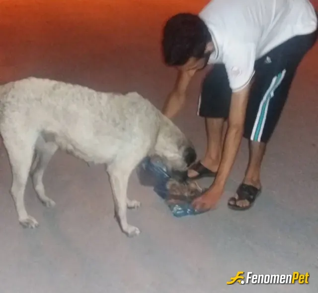 Sokak hayvanı besleme: #Fenomenpet Pati Dostu