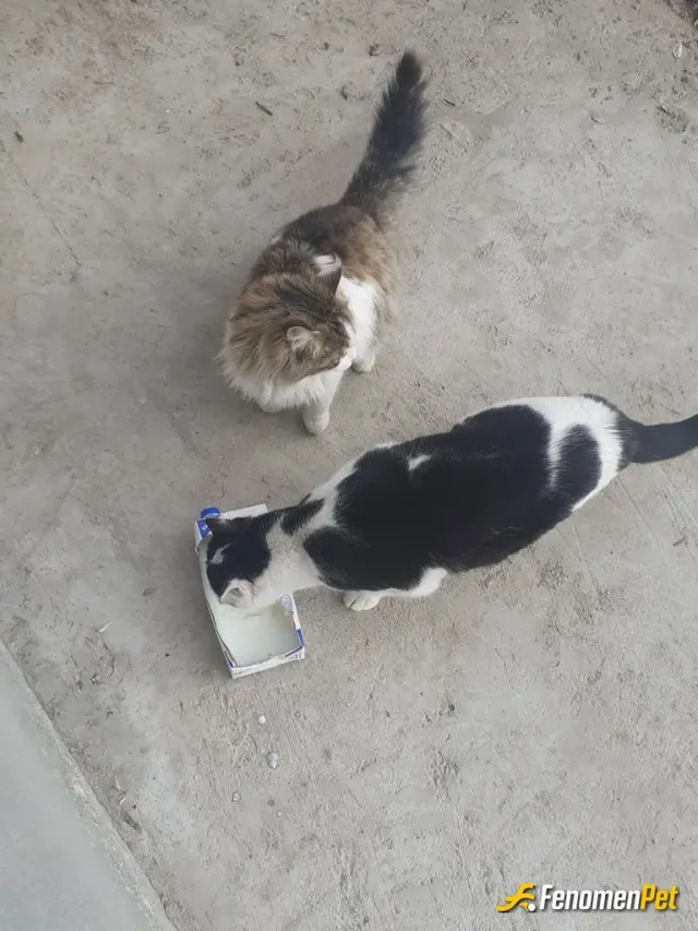Sokak hayvanı besleme: Bizim burda çok sokak kedisi var elimden geldikçe yardım ediyorum kedi maması ppahalı olduğu için süt yoğurt