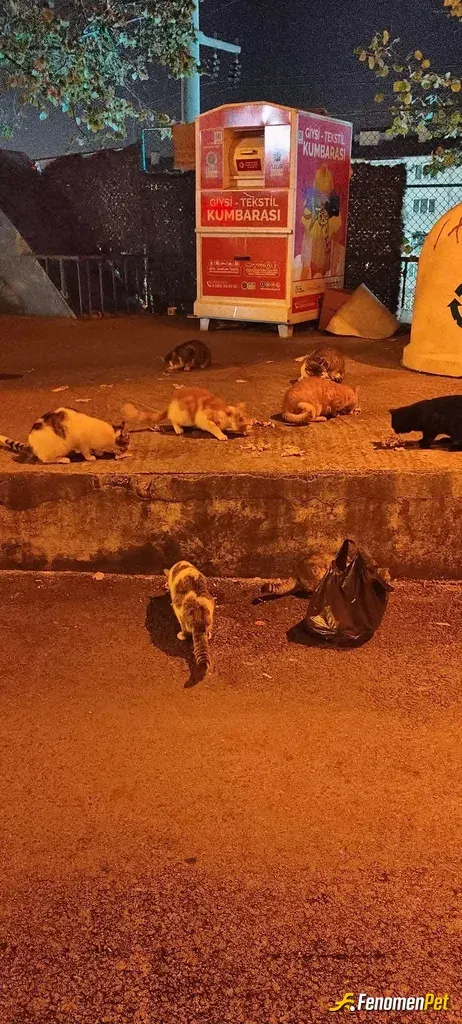 Sokak hayvanı besleme: #Fenomenpet Bizim mahalledeki kediler